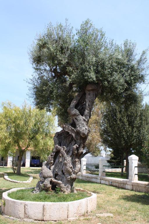 Masseria Maccarone Fasano Zewnętrze zdjęcie